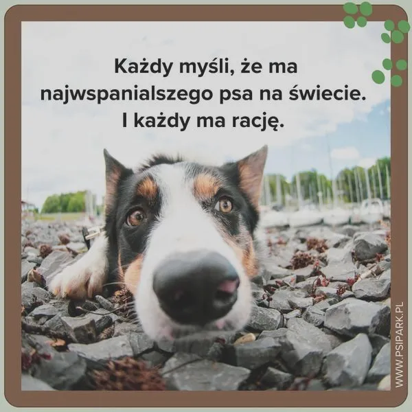 Cytaty o psach: jak wybrać idealny i uniknąć wpadek