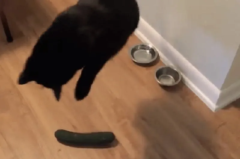 Czy koty boją się ogórków? Skąd ta reakcja i jak właściwie reagować