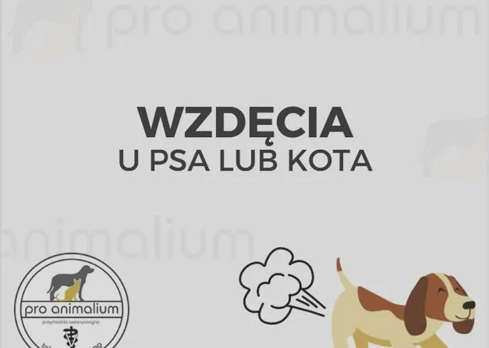 Gazy u kota – kiedy to norma, a kiedy potrzebna jest pomoc?