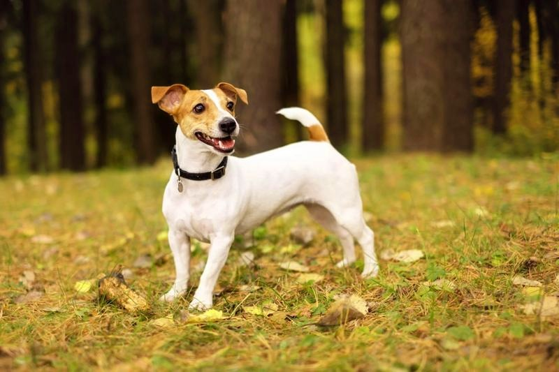 Jack Russell Terrier – wady, zdrowie i charakter. Czy to pies dla ciebie?