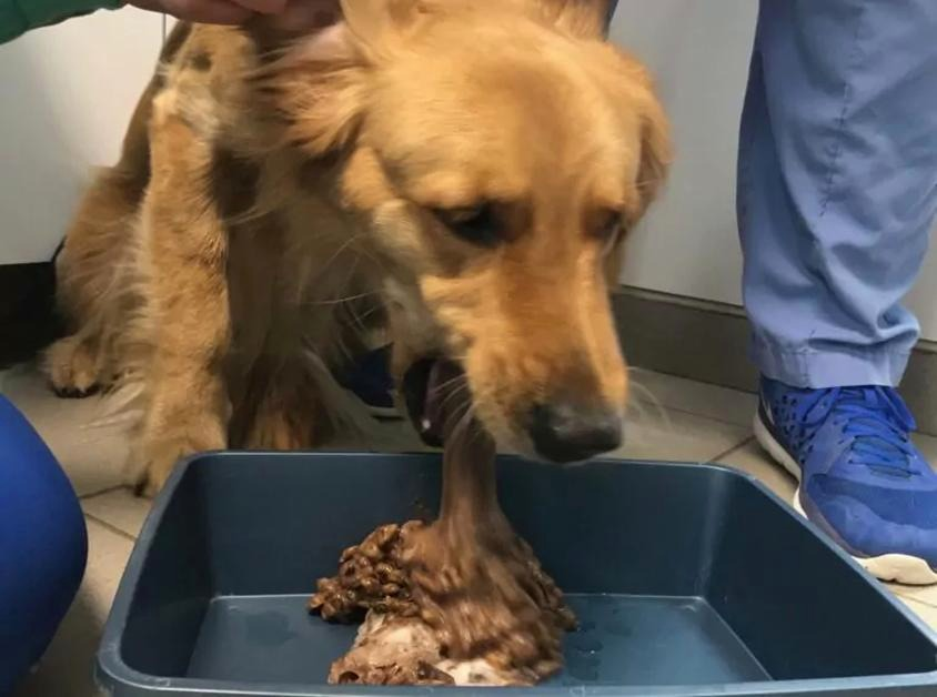 Kiedy pies wymiotuje, to niebezpieczne? Objawy alarmowe i wizyta u weterynarza