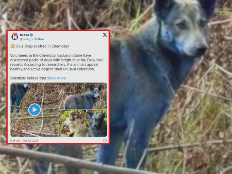 Niebieskie psy: skąd bierze się ten kolor i kiedy oznacza problem zdrowotny?