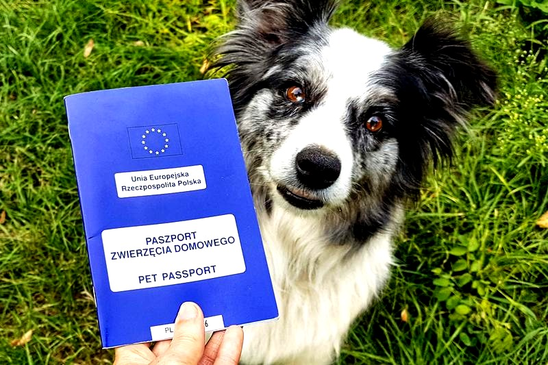 Paszport dla psa – ile jest ważny? Szczepienia i terminy