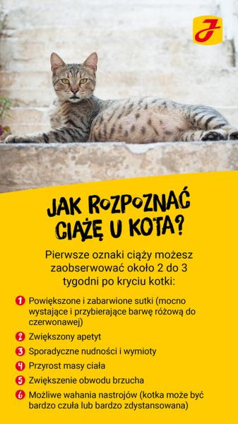 Ciąża kotki