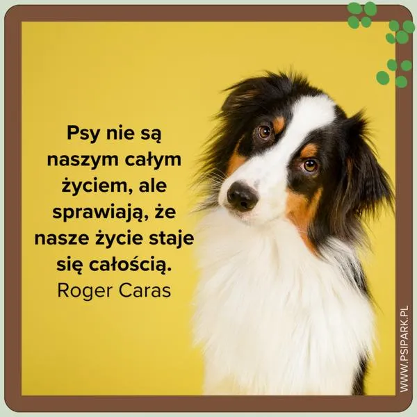 Cytaty o psach