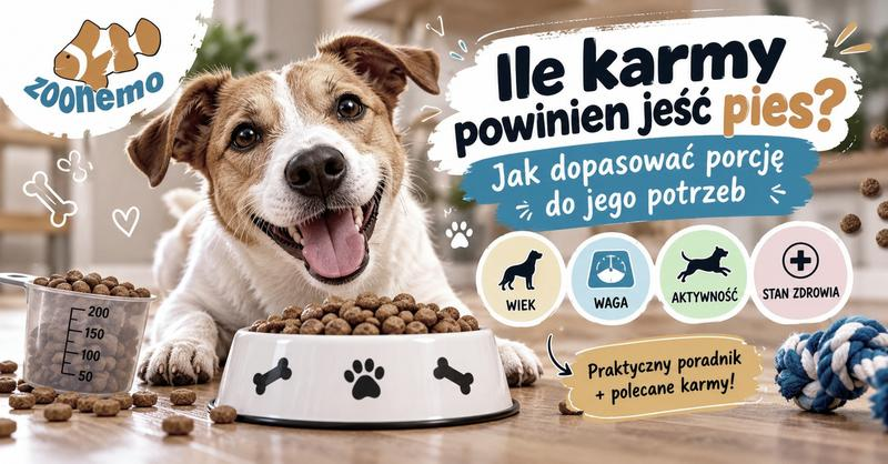 Częstotliwość karmienia psa