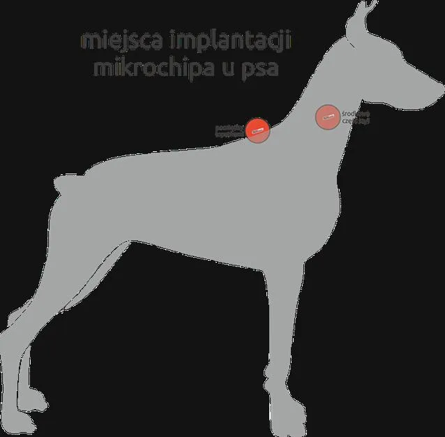 Czipowanie psa