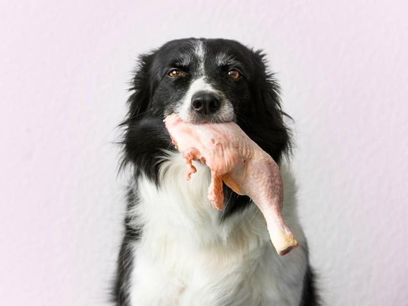 Dieta BARF dla psów