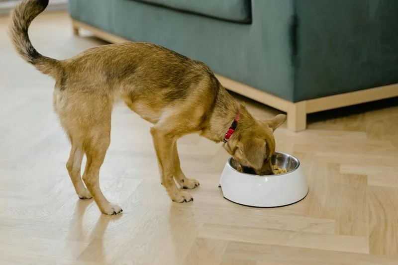 Dieta dla psa