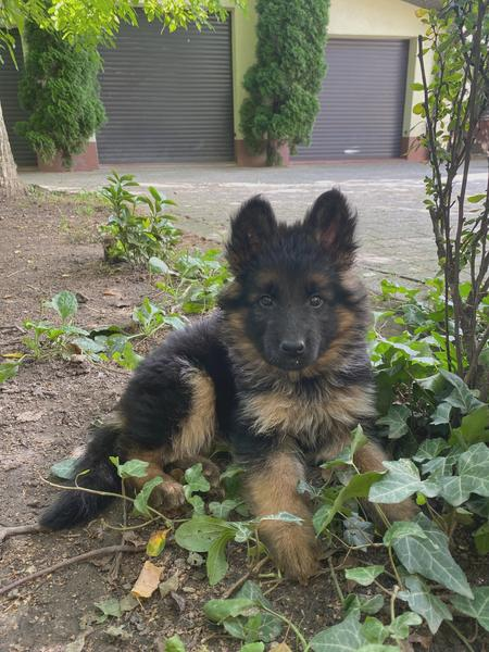Dieta owczarka niemieckiego