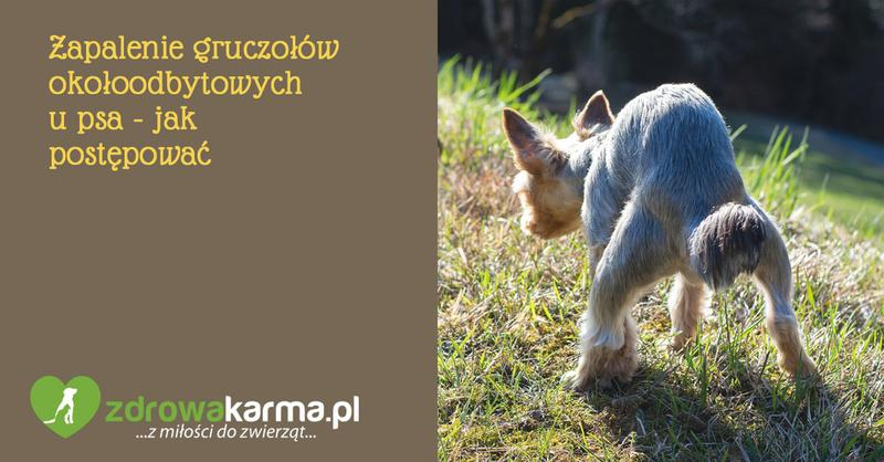 Gruczoły okołoodbytowe
