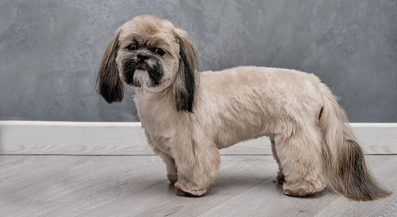 Historia rasy shih tzu