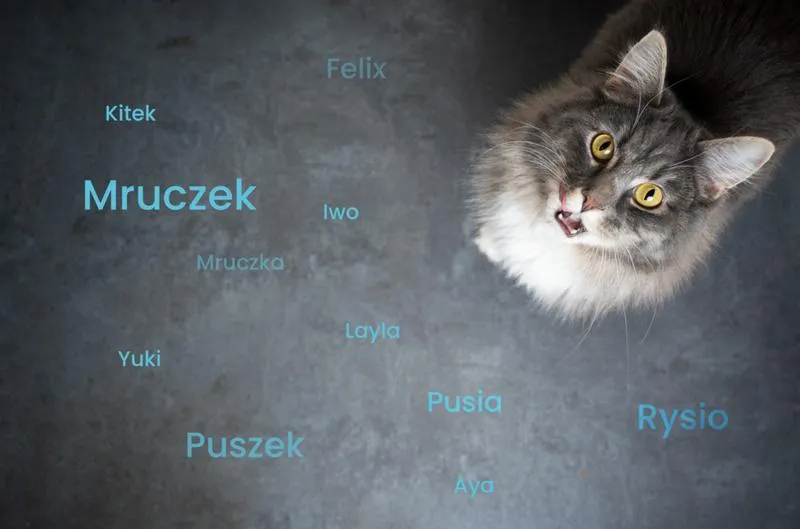 Imiona kotów inspirowane literaturą
