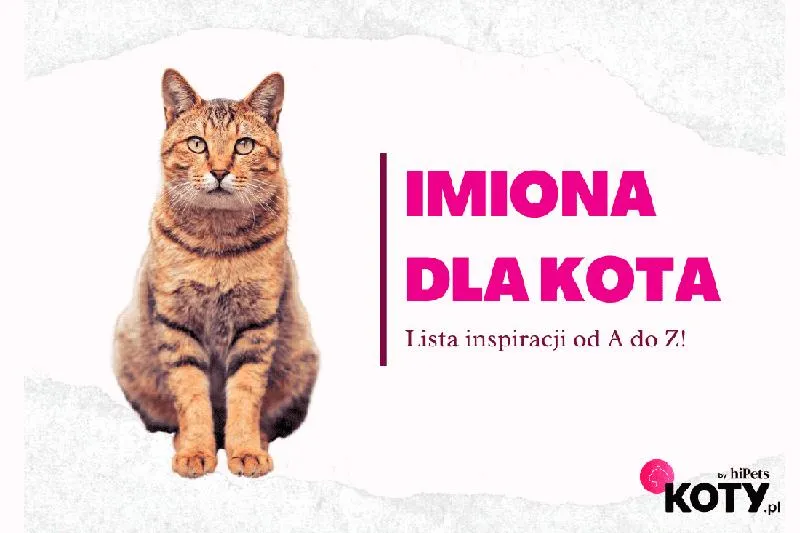 Imiona kotów z różnych kultur