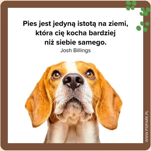 Inspiracja do aktywności z psem