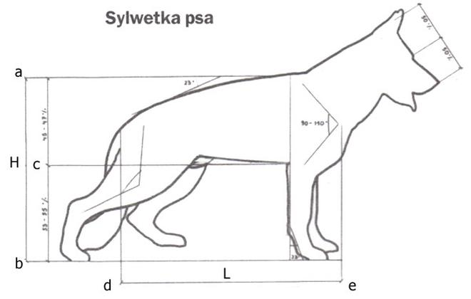 Jak zmierzyć psa