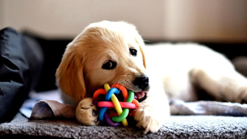 Komfort termiczny psa