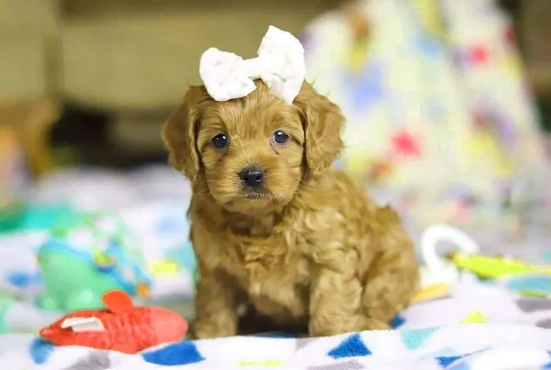 Koszty utrzymania cavapoo