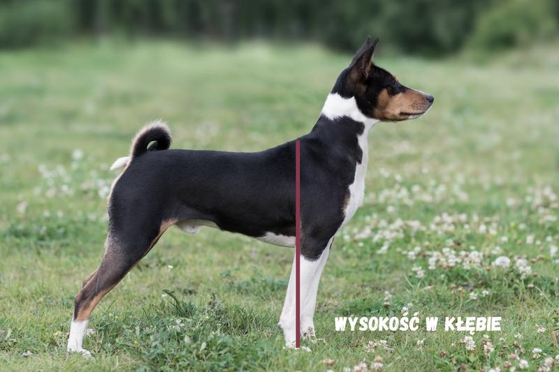 Mierzenie wysokości psa