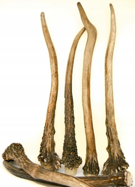 Naturalne gryzaki dla psów