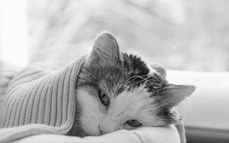 Objawy FeLV