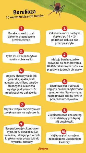 Objawy boreliozy u psów