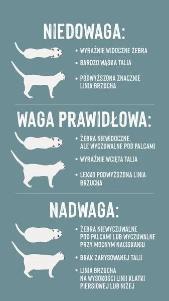 Ocena wagi kota