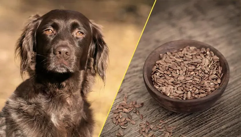 Omega-3 w diecie psa
