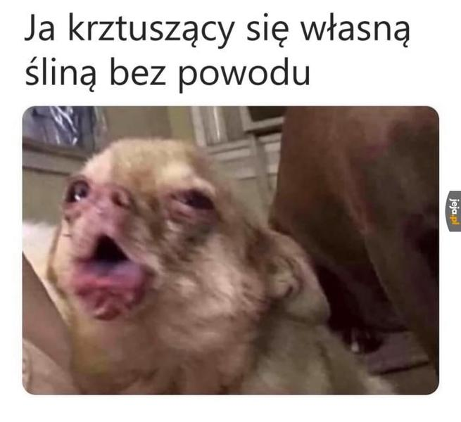 Pierwsza pomoc dla psa
