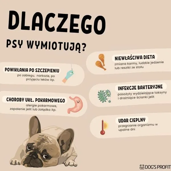 Przyczyny wymiotów psa