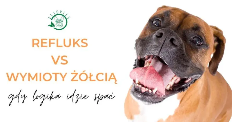 Rasy psów narażone na refluks