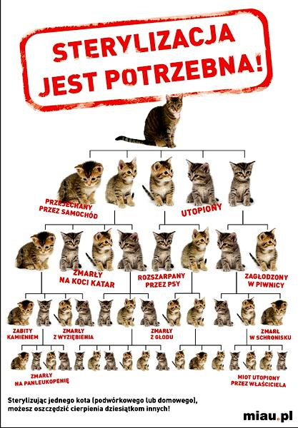 Sterylizacja kotki