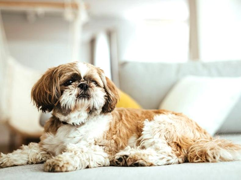 Typy shih tzu
