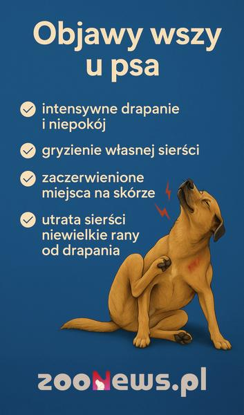 Wszy u psa