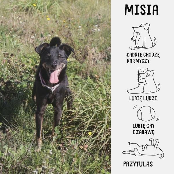 Wybór imienia dla psa