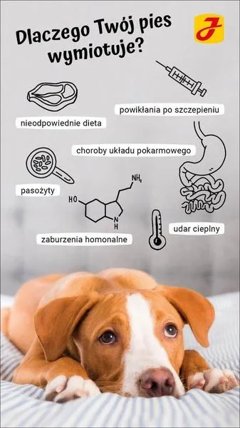 Wymioty pianą u psa