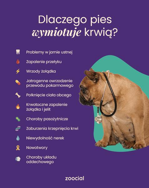 Wymioty u psa