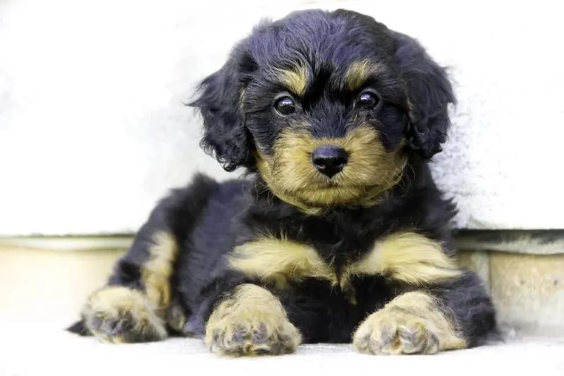 Zakup szczeniaka cavapoo