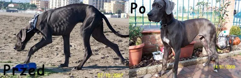 Zapalenie żołądka u psa