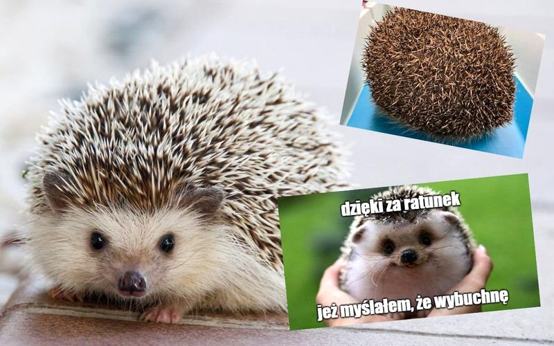 Zarobki weterynarzy w Anglii