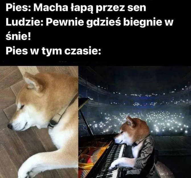 Zdrowie psów