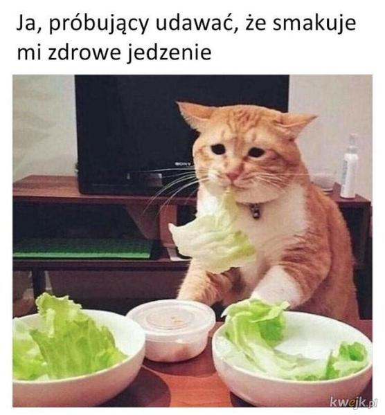 Żywienie kotów